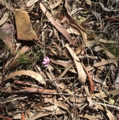 Caladenia sp. (A Caladenia) at Canberra Central, ACT - 29 Sep 2017 by petersan