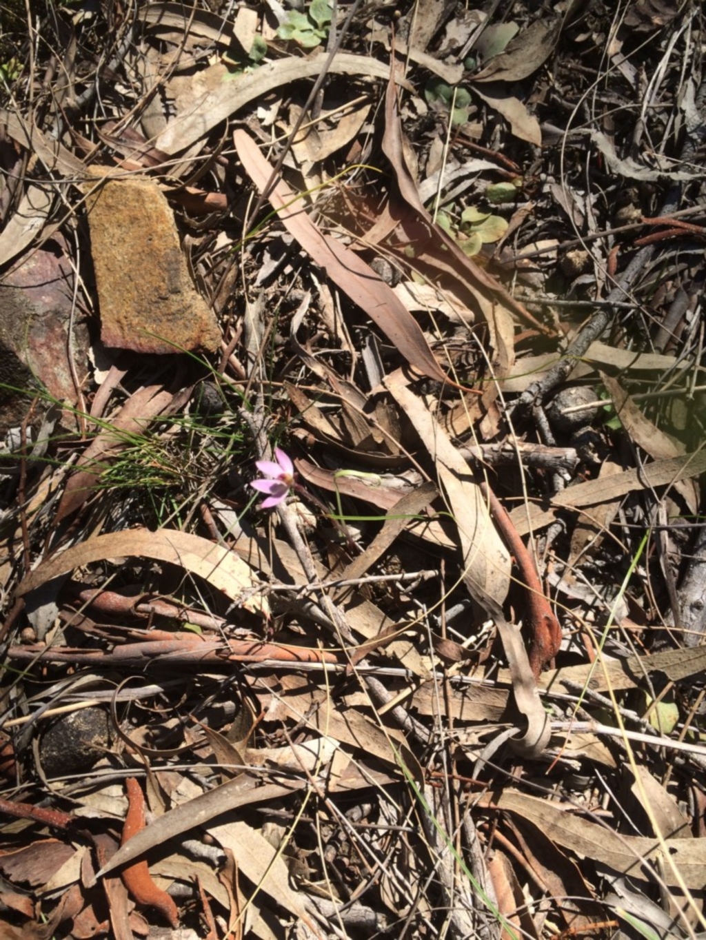 Caladenia sp. at Canberra Central, ACT - 29 Sep 2017
