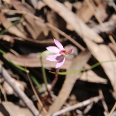 Caladenia sp. at Canberra Central, ACT - suppressed