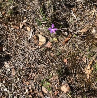 Glossodia major (Wax Lip Orchid) at Mount Majura - 29 Sep 2017 by petersan