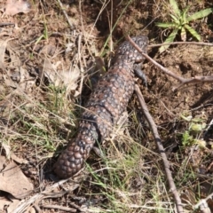 Tiliqua rugosa (Shingleback Lizard) at Mount Majura - 29 Sep 2017 by petersan