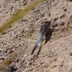 Orthetrum caledonicum (Blue Skimmer) at Hume, ACT - 29 Sep 2017 by roymcd