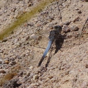 Orthetrum caledonicum at Hume, ACT - 29 Sep 2017 02:09 PM