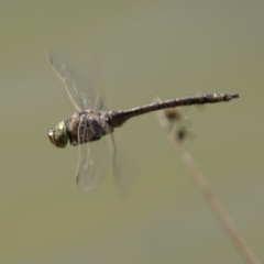 Anax papuensis (Australian Emperor) at Hume, ACT - 29 Sep 2017 by roymcd