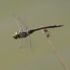 Anax papuensis at Hume, ACT - 29 Sep 2017