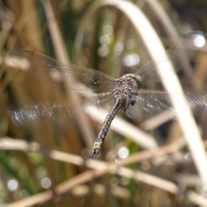 Anax papuensis at Hume, ACT - 29 Sep 2017