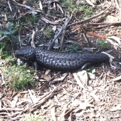 Tiliqua rugosa (Shingleback Lizard) at Mount Majura - 29 Sep 2017 by petersan