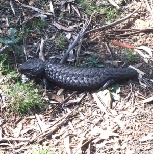 Tiliqua rugosa at Canberra Central, ACT - 29 Sep 2017 01:30 PM