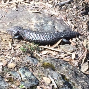 Tiliqua rugosa at Canberra Central, ACT - 29 Sep 2017