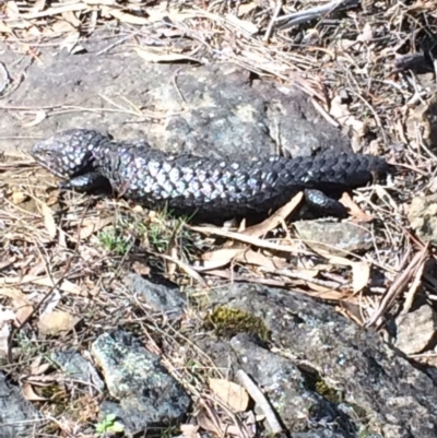 Tiliqua rugosa (Shingleback Lizard) at Canberra Central, ACT - 29 Sep 2017 by petersan