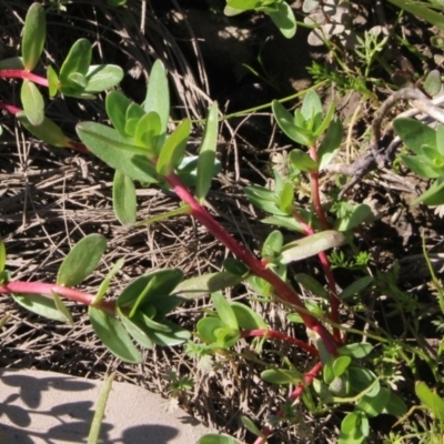 Lythrum hyssopifolia (Small Loosestrife) at MTR591 at Gundaroo - 13 Oct 2016 by MaartjeSevenster