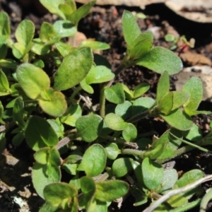 Opercularia hispida at Gundaroo, NSW - 2 Oct 2016