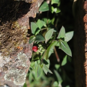 Einadia nutans at Gundaroo, NSW - 25 Jun 2016