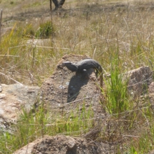 Pogona barbata at Stromlo, ACT - 27 Sep 2017