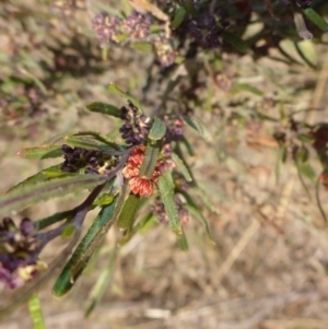 Dodonaea viscosa subsp. angustifolia at Chapman, ACT - 27 Sep 2017