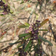 Dodonaea viscosa subsp. angustifolia at Chapman, ACT - 27 Sep 2017 09:51 AM