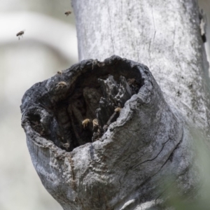 Apis mellifera at Acton, ACT - 29 Sep 2017 12:28 PM