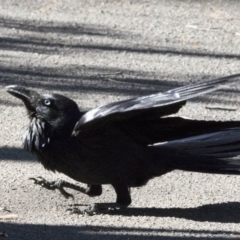 Corvus coronoides (Australian Raven) at ANBG - 26 Sep 2017 by Alison Milton