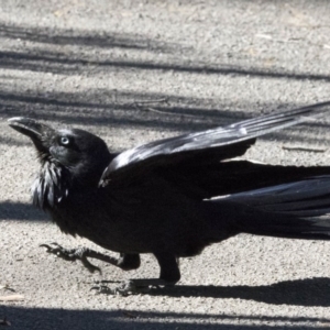 Corvus coronoides at Acton, ACT - 26 Sep 2017