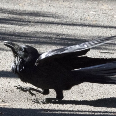 Corvus coronoides (Australian Raven) at Acton, ACT - 26 Sep 2017 by AlisonMilton