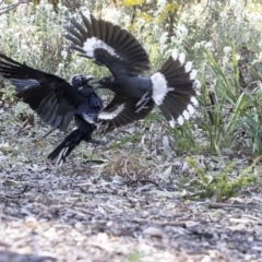 Corvus coronoides at Acton, ACT - 26 Sep 2017