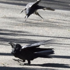 Corvus coronoides at Acton, ACT - 26 Sep 2017