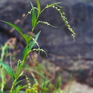 Persicaria hydropiper at Paddys River, ACT - 29 Mar 2002 12:00 AM