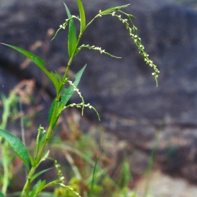 Persicaria hydropiper (Water Pepper) at Paddys River, ACT - 29 Mar 2002 by MichaelBedingfield