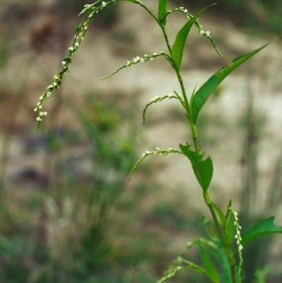 Persicaria hydropiper (Water Pepper) at Bonython, ACT - 28 Mar 2002 by michaelb