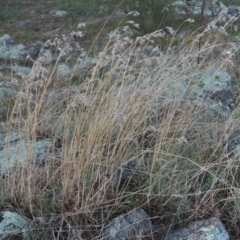 Themeda triandra (Kangaroo Grass) at Molonglo Valley, ACT - 25 Sep 2017 by michaelb