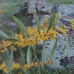 Acacia rubida at Molonglo River Reserve - 25 Sep 2017 07:24 PM