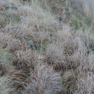 Sorghum leiocladum at Molonglo River Reserve - 25 Sep 2017