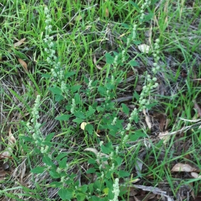 Chenopodium album (Fat Hen) at Hughes, ACT - 14 Apr 2017 by ruthkerruish