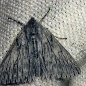 Cyneoterpna wilsoni at O'Connor, ACT - 29 Sep 2017 09:02 PM