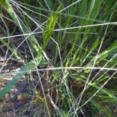 Bromus hordeaceus (A Soft Brome) at Sth Tablelands Ecosystem Park - 29 Sep 2017 by AndyRussell