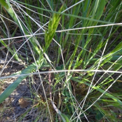 Bromus hordeaceus (A Soft Brome) at Molonglo Valley, ACT - 29 Sep 2017 by AndyRussell