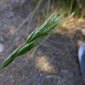 Bromus hordeaceus at Molonglo Valley, ACT - 29 Sep 2017 02:54 PM