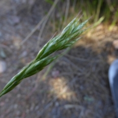 Bromus hordeaceus at Molonglo Valley, ACT - 29 Sep 2017