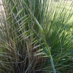 Avena (genus) (Wild Oats) at Molonglo Valley, ACT - 29 Sep 2017 by AndyRussell