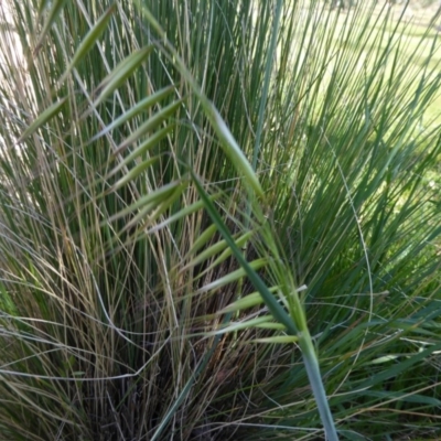 Avena sp. (Wild Oats) at Molonglo Valley, ACT - 29 Sep 2017 by AndyRussell