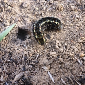 Apina callisto at Gungahlin, ACT - 28 Sep 2017 04:03 PM