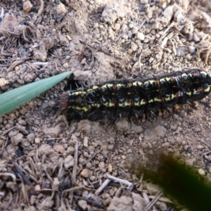 Apina callisto at Gungahlin, ACT - 28 Sep 2017 04:03 PM