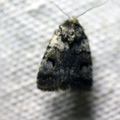 Thoracolopha flexirena (Zoned Noctuid) at O'Connor, ACT - 29 Sep 2017 by ibaird