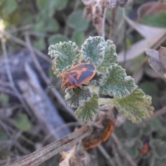 Agonoscelis rutila (Horehound bug) at Majura, ACT - 30 Sep 2017 by SilkeSma