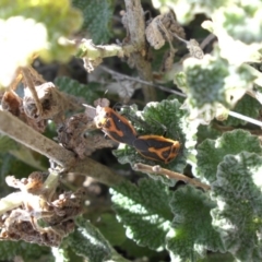 Agonoscelis rutila at Majura, ACT - 30 Sep 2017 09:23 AM