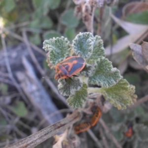 Marrubium vulgare at Majura, ACT - 30 Sep 2017