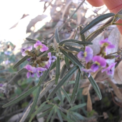 Glycine clandestina (Twining Glycine) at Mount Ainslie - 29 Sep 2017 by SilkeSma