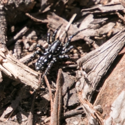 Nyssus albopunctatus (White-spotted swift spider) at Namadgi National Park - 27 Sep 2017 by SWishart