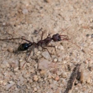 Myrmecia sp. (genus) at Tennent, ACT - 27 Sep 2017