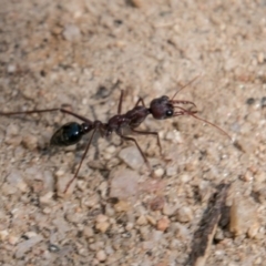 Myrmecia sp. (genus) (Bull ant or Jack Jumper) at Tennent, ACT - 27 Sep 2017 by SWishart